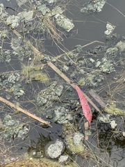 Azolla rubra