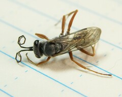 Auplopus mellipes