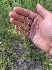 Linum floridanum