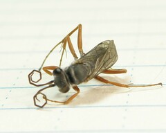 Auplopus mellipes