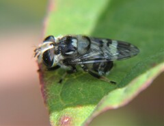Copestylum alberlena