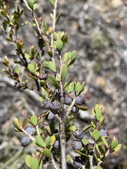 Leptospermum glaucescens