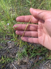 Linum floridanum