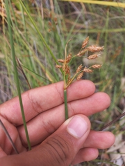 Fimbristylis ferruginea
