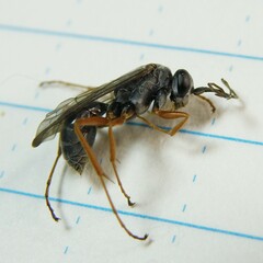 Auplopus mellipes