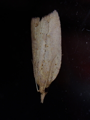 Planotortrix notophaea