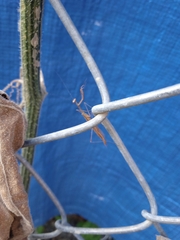Musonia remota