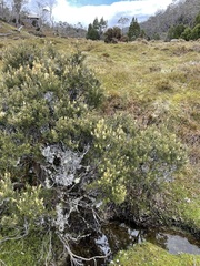 Orites revolutus