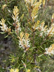 Orites revolutus