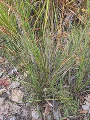 Fimbristylis ferruginea