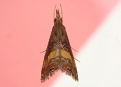 Glaucocharis chrysochyta