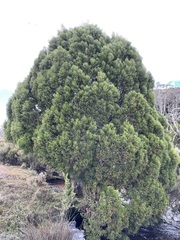 Athrotaxis cupressoides