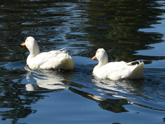 Anas platyrhynchos domesticus