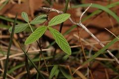 Flemingia parviflora