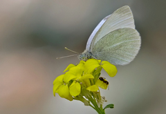 Pieris ergane
