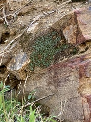 Targionia hypophylla