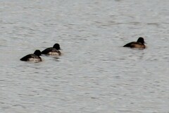 Aythya affinis