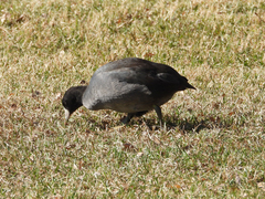 Fulica americana