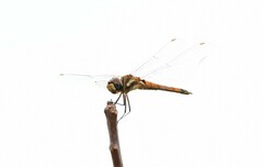 Tramea darwini