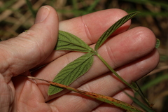 Flemingia parviflora
