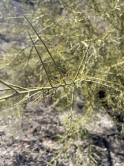 Parkinsonia microphylla