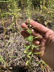 Scutellaria integrifolia