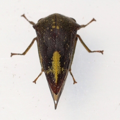Telamona monticola