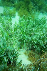 Amphibolis griffithii