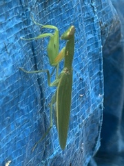 Orthodera