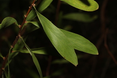Hakea florulenta