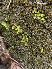 Actinotus suffocatus