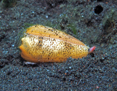Conus arenatus