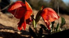 Gladiolus equitans