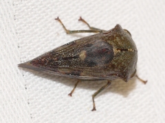 Telamona