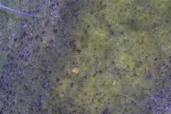 Erysiphe takamatsui