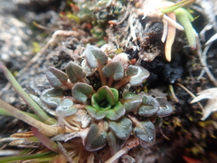 Cochlearia groenlandica
