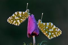 Euchloe ausonia