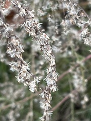 Eupatorium compositifolium