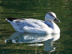 Anser caerulescens