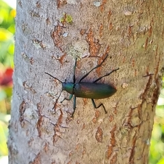 Strongylium haemorrhoidale