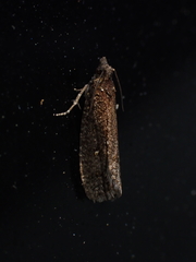 Cryptaspasma querula
