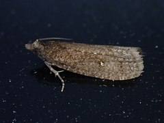 Cryptaspasma querula
