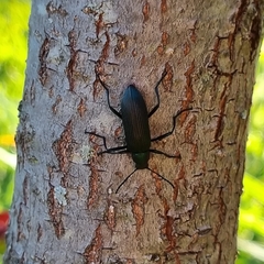 Strongylium haemorrhoidale