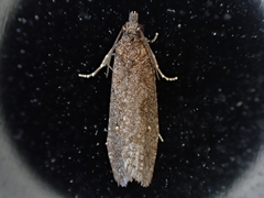 Cryptaspasma querula