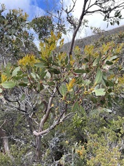 Eucalyptus subcrenulata