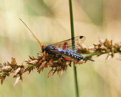 Echthromorpha intricatoria