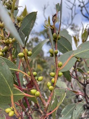 Eucalyptus subcrenulata