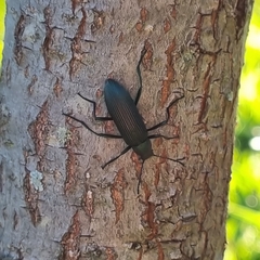 Strongylium haemorrhoidale