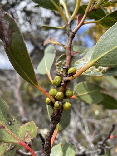 Image of Eucalyptus subcrenulata by (c) Matt Berger, some rights reserved (CC BY)