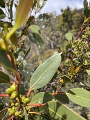 Eucalyptus subcrenulata